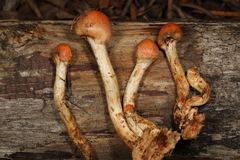 Pyrrhulomyces astragalinus