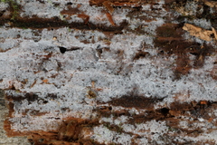 Botryobasidium capitatum