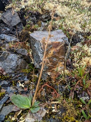 Micranthes hieraciifolia