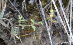 Descurainia californica