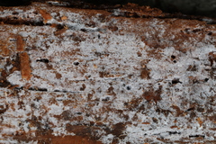 Botryobasidium capitatum