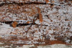 Botryobasidium capitatum