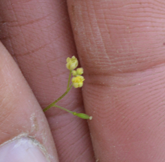 Descurainia californica