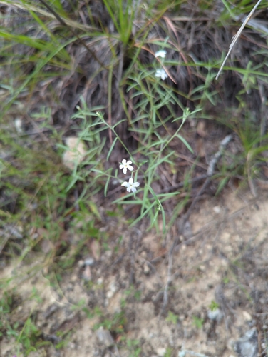 Pasture heliotrope (Euploca tenella)