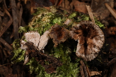 Thelephora caryophyllea