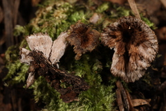 Thelephora caryophyllea