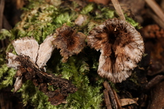 Thelephora caryophyllea