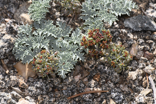 owens peak lomatium (Lomatium shevockii)