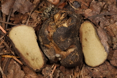 Rhizopogon villosulus