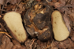 Rhizopogon villosulus