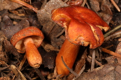Lactarius substriatus