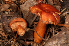 Lactarius substriatus