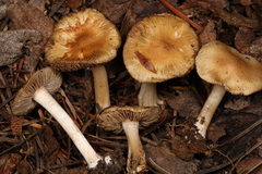 Inocybe ceskae