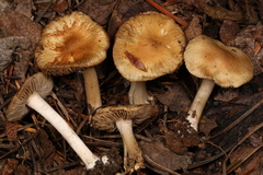 Inocybe ceskae