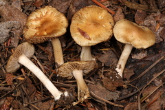 Inocybe ceskae
