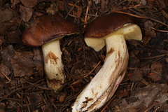 Suillus punctatipes