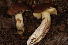 Suillus punctatipes