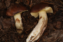 Suillus punctatipes
