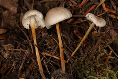 Strobilurus occidentalis