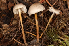 Strobilurus occidentalis