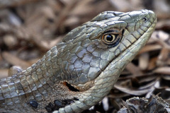 Elgaria multicarinata multicarinata