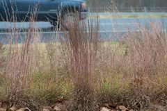 Schizachyrium tenerum