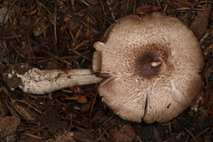 Pseudochitonia