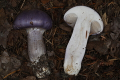 Cortinarius subfoetidus