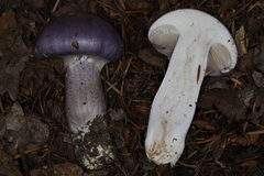 Cortinarius subfoetidus