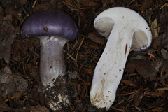 Cortinarius subfoetidus