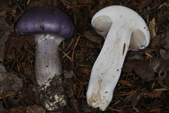 Cortinarius subfoetidus