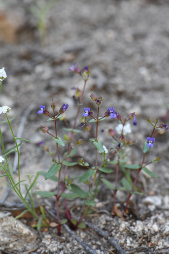 Desert Mountain Blue-eyed Mary (Collinsia callosa)