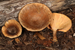 Hygrophoropsis rufa