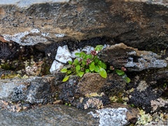 Cardamine bellidifolia