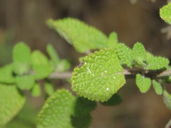 Salvia tenorioi