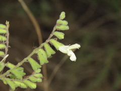 Salvia tenorioi