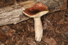 Russula pseudopelargonia