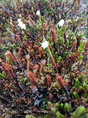 Cassiope tetragona tetragona