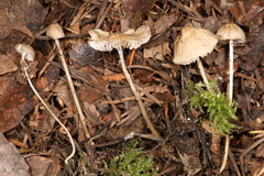 Mycena clavicularis