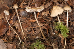 Mycena clavicularis