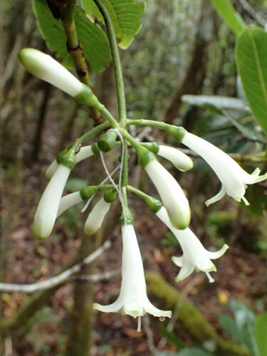 Psychotria grandiflora, 2018-05-23