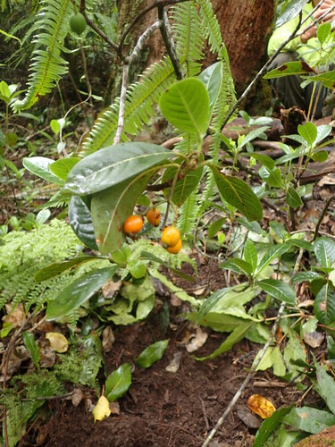Psychotria grandiflora, 2018-06-19