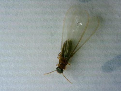 Asian subterranean termite photo 5