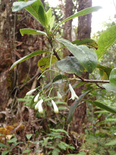 Psychotria grandiflora, 2019-07-02