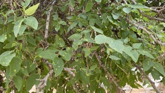 Celtis reticulata