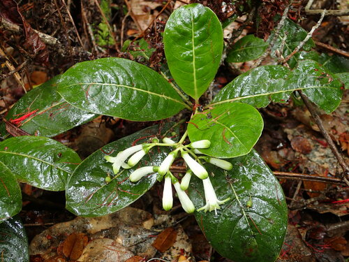 Psychotria grandiflora, 2019-07-11
