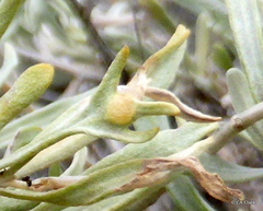 Rhopalomyia tumidibulla