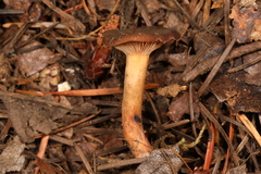 Lactarius atrobadius