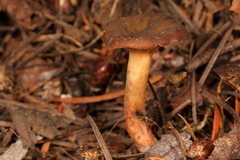 Lactarius atrobadius