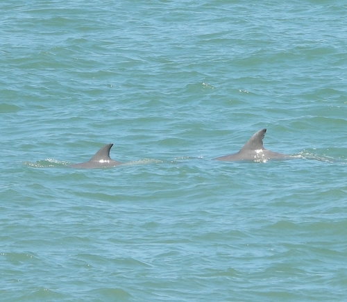 Tamanend's Bottlenose Dolphin photographed in North Carolina